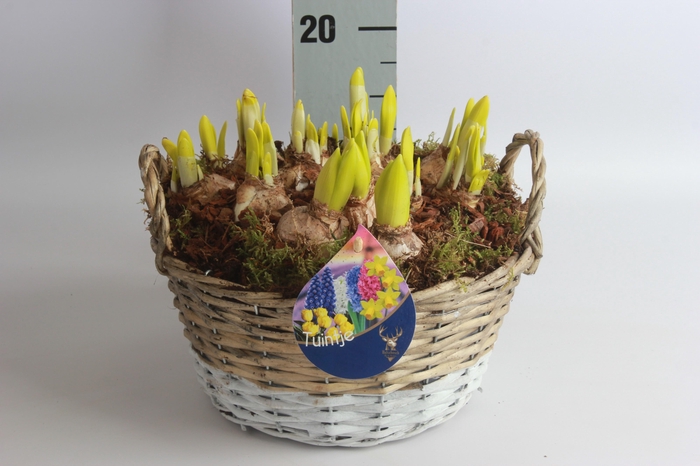 <h4>ARR BOL KNOLGEWAS</h4>