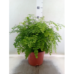 Adiantum raddi. 'Fragrans'