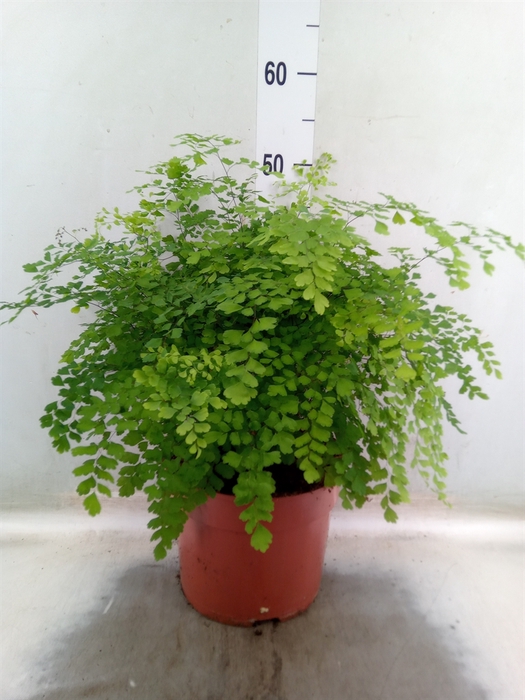 <h4>Adiantum raddi. 'Fragrans'</h4>