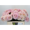 Dahlia Sweet Nathalie
