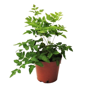 Osmunda Regalis (Winterhard)