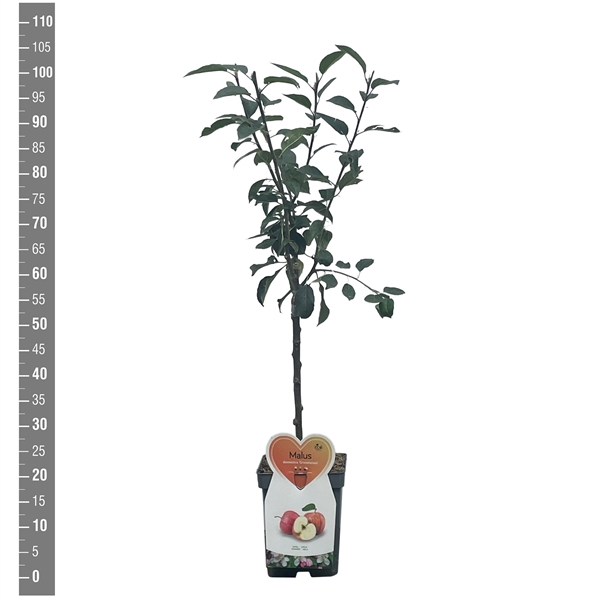 <h4>Malus d. Gravenstein Patioboom</h4>