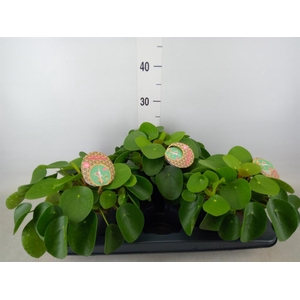 Pilea peperomioides