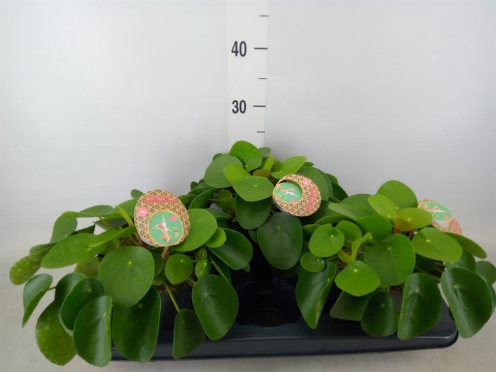 <h4>Pilea peperomioides</h4>