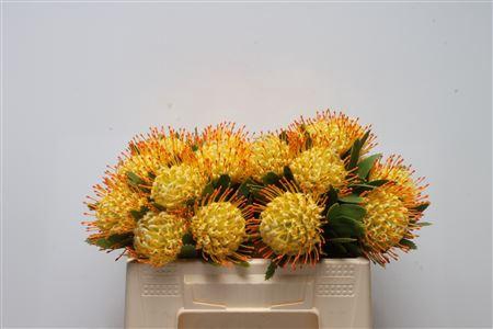 <h4>Leuco Cuneiforme</h4>