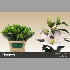 Li Ot Tisento 3+