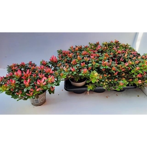 Rhododendron simsii Sachenstern 14Ø 25cm 37Ø