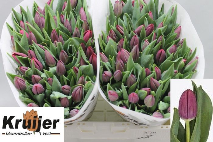 <h4>TU EN PODCAST</h4>