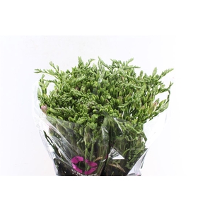 Fr Du Honeymoon Pink