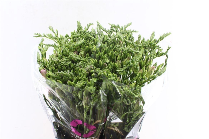 <h4>Fr Du Honeymoon Pink</h4>