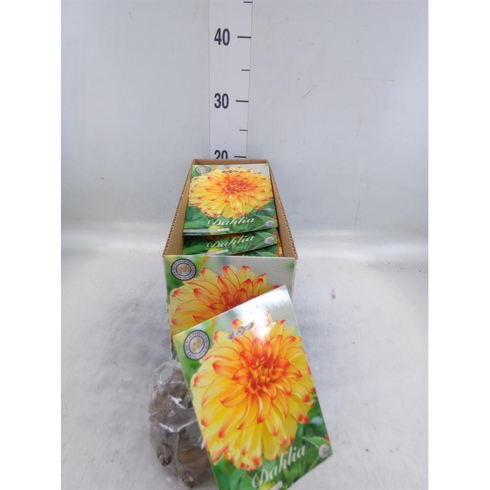 <h4>Dahlia   ...flowerbulbs</h4>