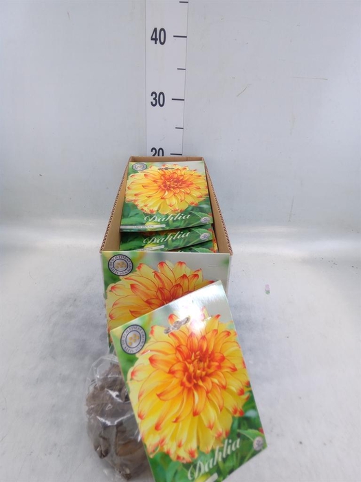 <h4>Dahlia ...flowerbulbs</h4>