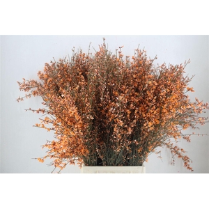 Ginster 400gr Orange P Bunch