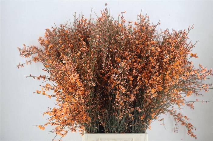 <h4>Ginster 400gr Orange P Bunch</h4>