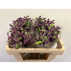 Anigoz Cel Carnivale