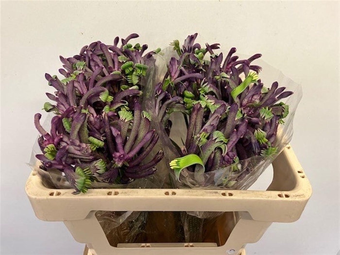 <h4>Anigoz Cel Carnivale</h4>