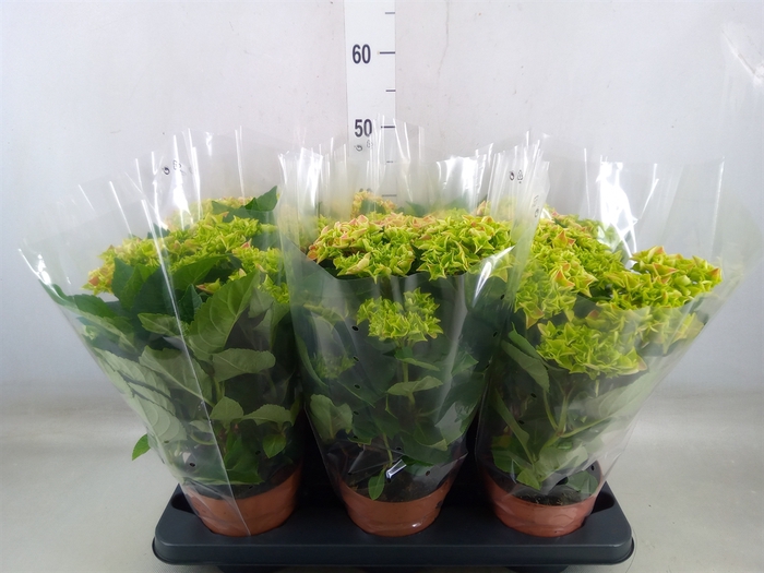 <h4>Hydrangea mac. 'Bavaria'</h4>
