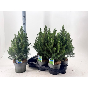 PICEA GL DECEMBER