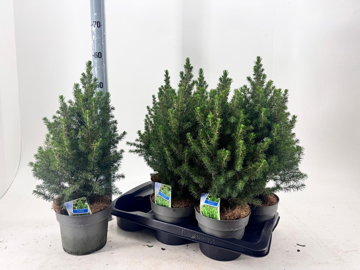 <h4>PICEA GL DECEMBER</h4>