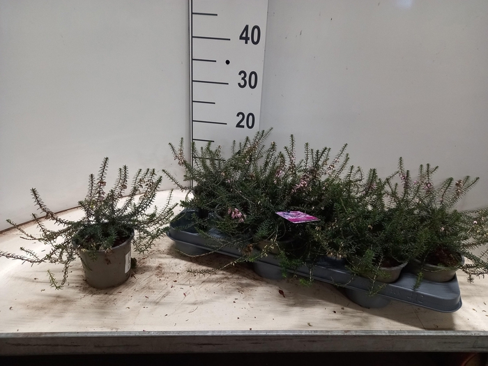 <h4>ERIC CAR JAMES BACKH</h4>