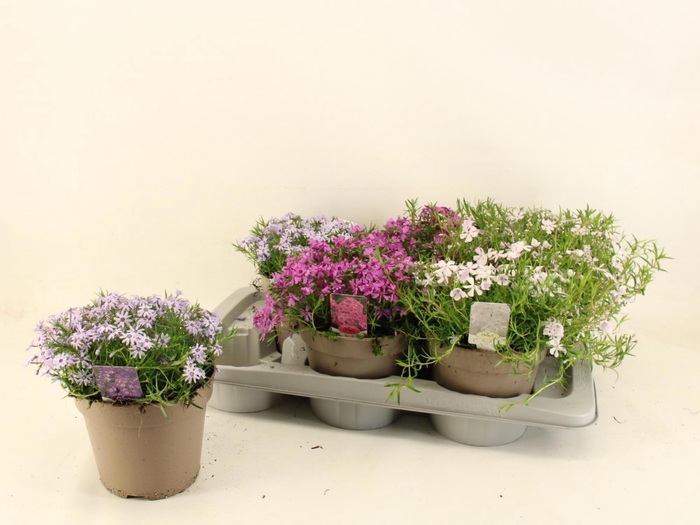 <h4>PHLOX SUBULATA</h4>
