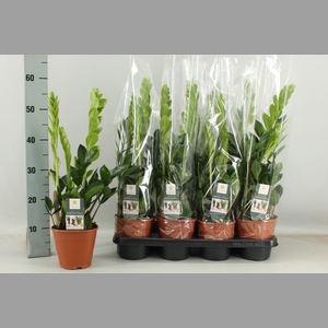 ZAMIO ZAMIIFOLIA