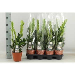 ZAMIO ZAMIIFOLIA