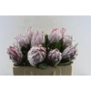 Protea Cynaroides Xxl