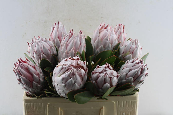 Protea Cynaroides Xxl