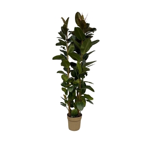 Ficus Elastica Robusta toef - 190cm