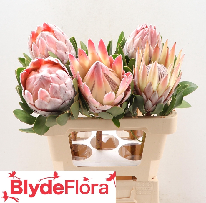 <h4>PROTEA CYNAROIDES</h4>
