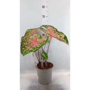 Caladium   ...