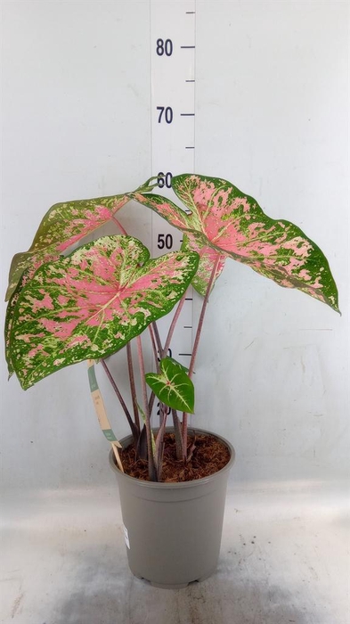 <h4>Caladium   ...</h4>