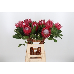 Protea Madiba