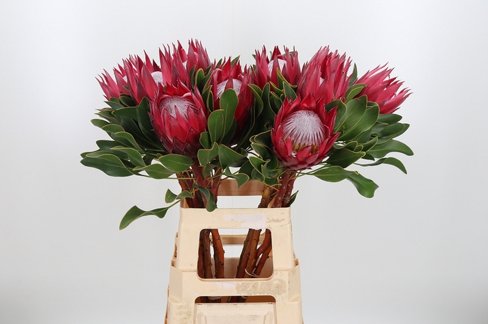 <h4>Protea Madiba</h4>
