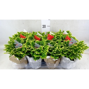 Selaginella martensii 'Jori'