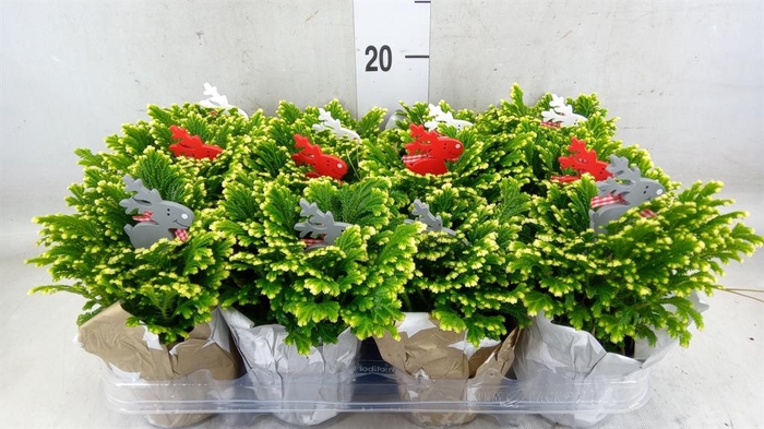 <h4>Selaginella martensii 'Jori'</h4>