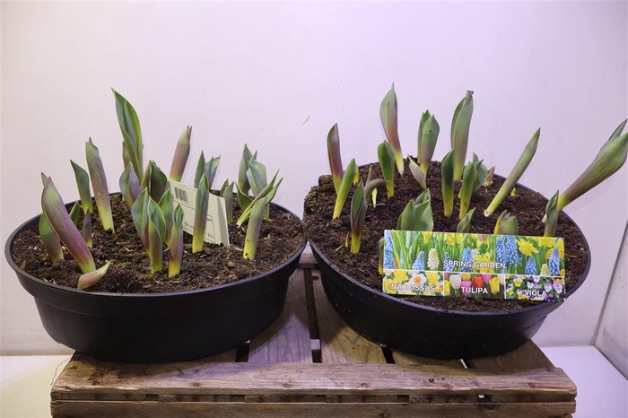 <h4>arr8 Tul Gem In Pot</h4>