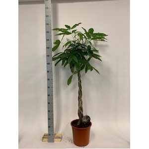 Pachira aquatica