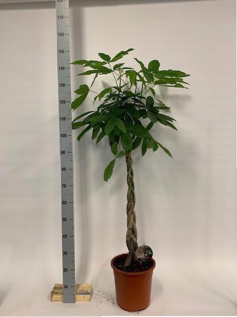 <h4>Pachira aquatica</h4>