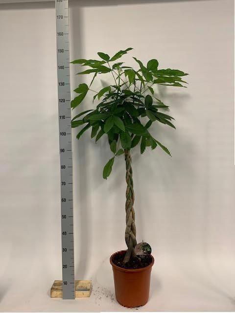 <h4>Pachira aquatica</h4>