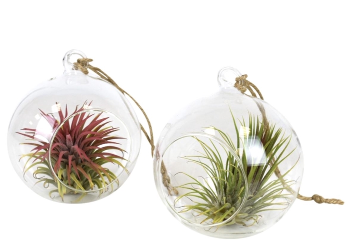 <h4>Arr.  Tillandsia L%</h4>