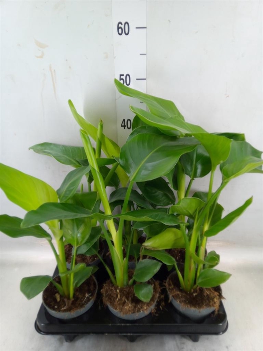 <h4>Strelitzia nicolai</h4>