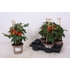 Solanum lycopersicum   ...