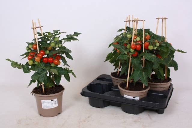 Solanum lycopersicum   ...