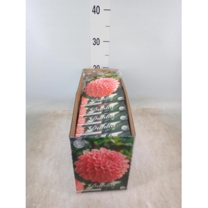 Dahlia   ...flowerbulbs