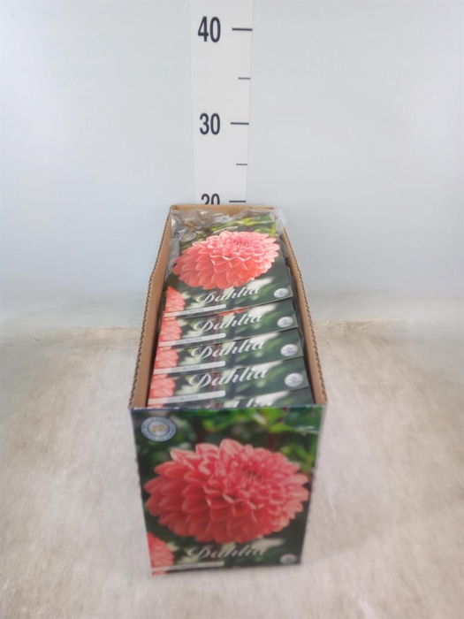 <h4>Dahlia   ...flowerbulbs</h4>