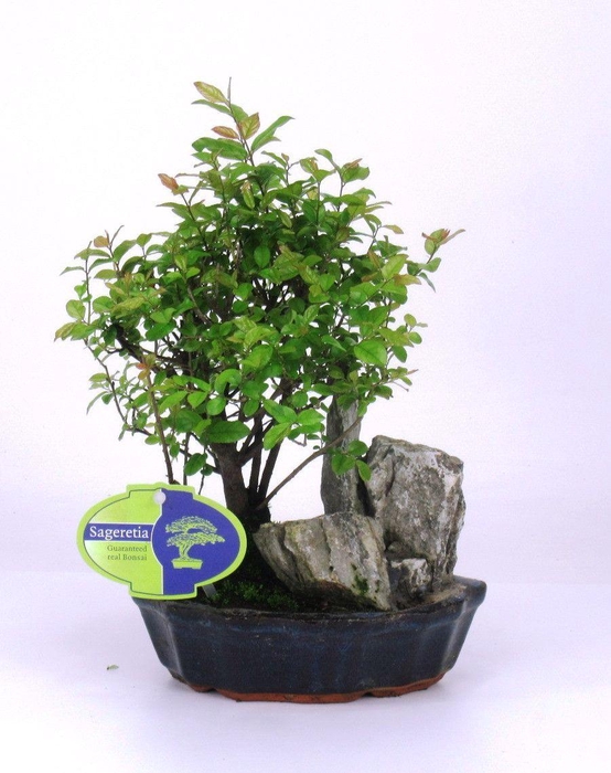 <h4>Sageretia theezans, 16 cm, with rock, without drip tray</h4>