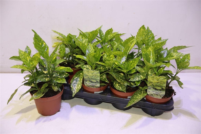 <h4>Aucuba J Crotonifoli</h4>