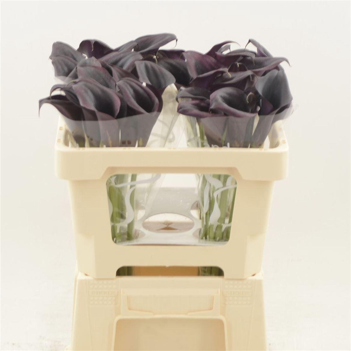 <h4>Calla Odessa</h4>